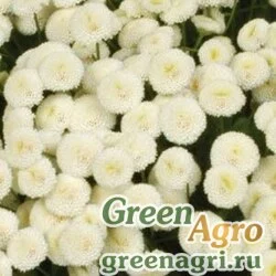 Семена Пиретрум девичий Tanacetum parthenium VEGMO SNOWBALL EXTRA Pelleted 1000