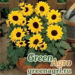 Подсолнечник летний (Helianthus annuus) "Ballad" (yellow) treated 1000 шт.