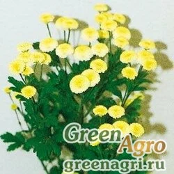 Пиретрум девичий Tanacetum parthenium VEGMO YELLOW Pelleted 1000