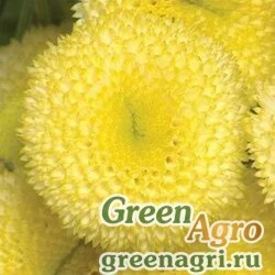 Пиретрум девичий Tanacetum parthenium VEGMO SUNNY BALL GOLD Pelleted 1000