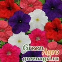 Семена Петуния многоцветковая (генетически компактная) (Petunia multiflora) "Lo Rider F1" (mix) pelleted 1000 шт.