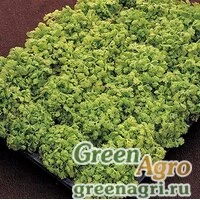 Семена Пиретрум девичий (Tanacetum parthenium) "Golden Moss" raw 1000 шт.