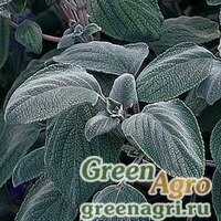 Семена Плектрантус серебристый (Plectranthus argentatus) "Silver Shield" (white with a bluish tinge) 100 шт.