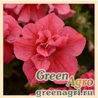 Семена Петуния многоцветковая махровая (Petunia multiflora) 