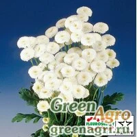 Семена Пиретрум девичий (Tanacetum parthenium) "Virgo" (white) raw 1000 шт.