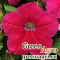 Семена Петуния многоцветковая (генетически компактная) (Petunia multiflora) "Lo Rider F1" (pink) pelleted 1000 шт.