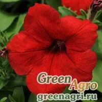 Семена Петуния многоцветковая (генетически компактная) (Petunia multiflora) "Lo Rider F1" (red) pelleted 1000 шт.