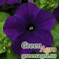 Семена Петуния многоцветковая (генетически компактная) (Petunia multiflora) "Lo Rider F1" (violet) pelleted 1000 шт.