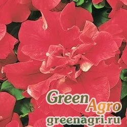 Семена Петуния многоцветковая махровая (Petunia multiflora) "Duo F1" (red) pelleted Произв. 500 шт.