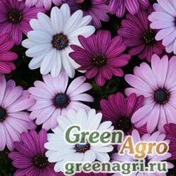 Семена Остеоспермум Акилла Микс 100шт