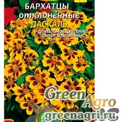 Семена пакетированные Бархатцы Паскаль  Плазма Ц