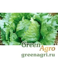 Семена Фантайм 5 тыс. семян, Syngenta