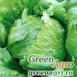 Семена Фантайм 5 тыс. семян, Syngenta