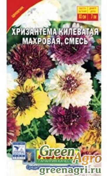 Хризантема махровая Дунетти