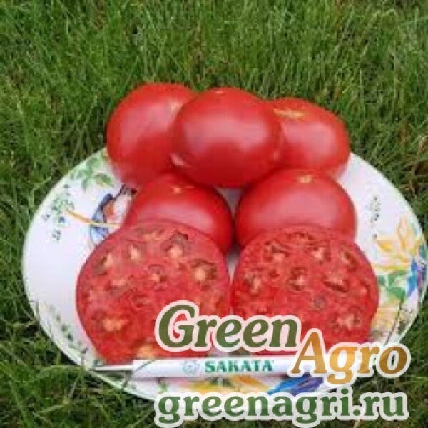 Сорт розалин. Томат буги вуги. Сорт розалин. Клематис rosalyn (розалин). Клематис крупноцветковый розалин.