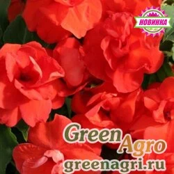 Семена Бальзамин махровый Афина Оранж 250шт