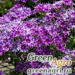 Семена Флокс Попстарс Блю 250шт