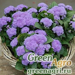 Семена Агератум Блю Гавайи 5.0 100драже