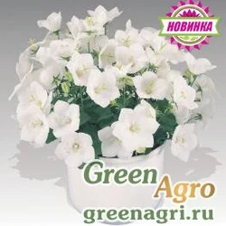 Семена Колокольчик карпатский Перл Вайт 250драже