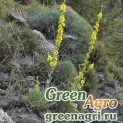 Семена Коровяк невадский (Verbascum nevadense) 3 гр.