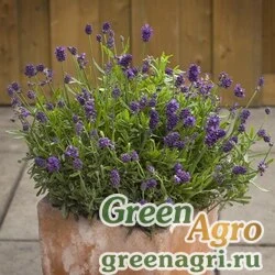 Семена Лаванда Мини Блю 250шт