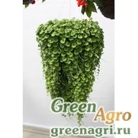 Семена Дихондра Эмеральд фолс 100м/драже