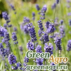 Семена Лаванда узколистная (Lavandula angustifolia) "Ellagance" (purple) raw 1000 шт.