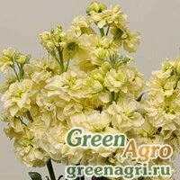 Семена Маттиола Кац Еллоу 250шт