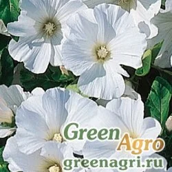 Семена Лаватера трёхмесячная (Lavatera trimestris) "White Regis" (white) 50 гр.