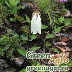 Семена Колокольчик точечный (Campanula punctata) 2 гр.