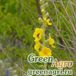 Семена Коровяк зопниковидный (Verbascum phlomoides) 1 гр.