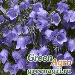 Семена Колокольчик спиральнолистный (Campanula cochleariifolia) "Swinging Bells" (blue) raw 1000 шт.