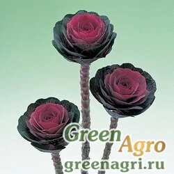 Семена Капуста декоративная Крейн Ред 250шт