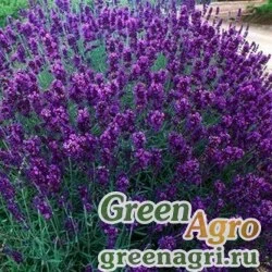 Семена Лаванда узколистная (Lavandula angustifolia) "Munstead strain" (blue) 12 гр.