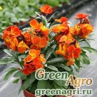 Семена Лакфиоль Чери (Cheiranthus cheiri) "Treasure F1" (orange-bronze) Произв. 1000 шт.