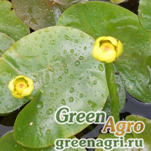 Кубышка малая Nuphar pumila