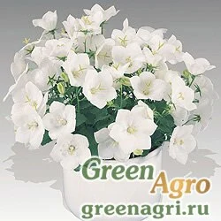 Семена Колокольчик карпатский Перл Вайт 100драже