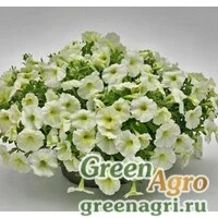 Семена Петуния ампельная Саксесс Еллоу Шифон 100драже