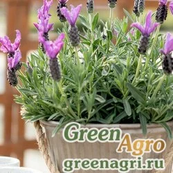Лаванда стэхадская (Lavandula stoechas) 1 гр.