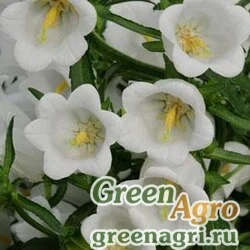 Семена Колокольчик средний (Campanula medium) "Campana" (white) pelleted 500 шт.