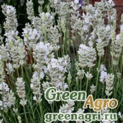 Семена Лаванда узколистная (Lavandula angustifolia) "White Scent Early" (white) primed 1000 шт.