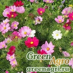 Семена Космея дваждыперистая (Cosmos bipinnatus) "Vega" (mix) Raw 60 гр.