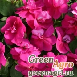 Семена Бальзамин махровый Афина Брайт Парпл 100шт