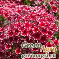 Семена Флокс Попстарс Ред 250шт