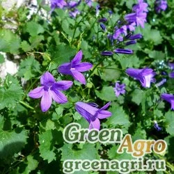 Семена Колокольчик гарганский (Campanula garganica) 0.1 гр.