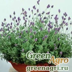 Семена Лаванда многонадрезная (Lavandula multifida) "Spanish Eyes" (blue) raw 1000 шт.