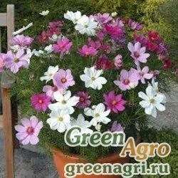 Семена Космея дваждыперистая (Cosmos bipinnatus) "Apollo" (formula mix) raw 1000 шт.
