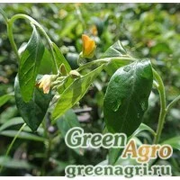 Семена Кроталярия блестящая (Crotalaria nitens) 2 гр.