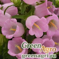 Семена Колокольчик средний (Campanula medium) "Campana" (pink) pelleted 500 шт.
