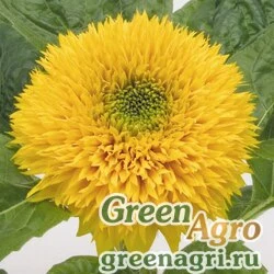 Семена Подсолнечник летний Helianthus annuus Teddy Bear Golden yellow Raw 5000